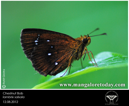 butterfly park belvai, Mangalore